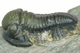 Two Detailed Gerastos Trilobite Fossils - Morocco #376924-3